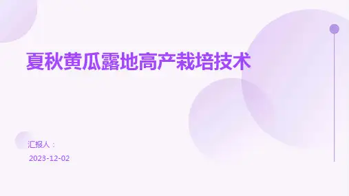 夏秋黄瓜露地高产栽培技术