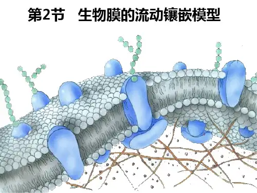 生物膜的流动镶嵌模型