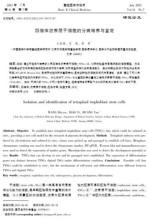 四倍体滋养层干细胞的分离培养与鉴定