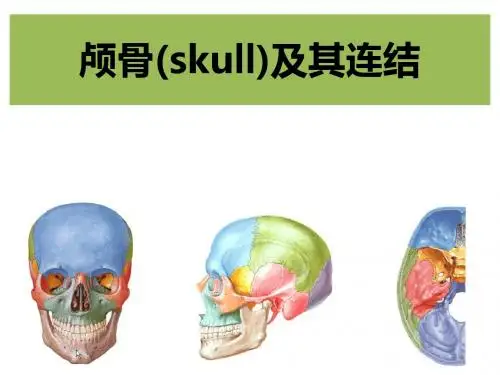 颅骨(skull)及其连结课件