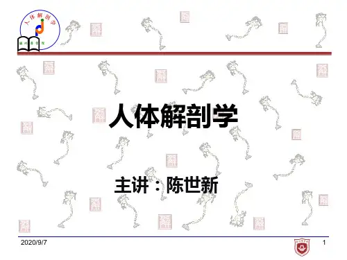 《人体解剖学》教学课件：内脏总论、消化系统