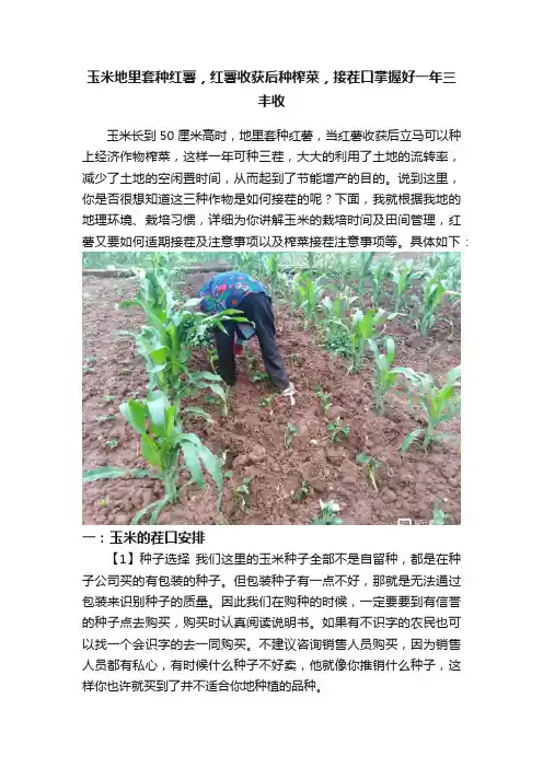 玉米地里套种红薯，红薯收获后种榨菜，接茬口掌握好一年三丰收