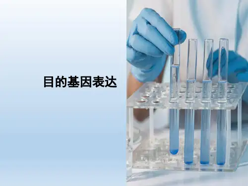 基因表达(基因工程课件)