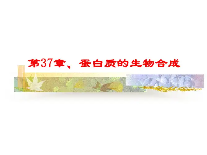 17蛋白质生物合成