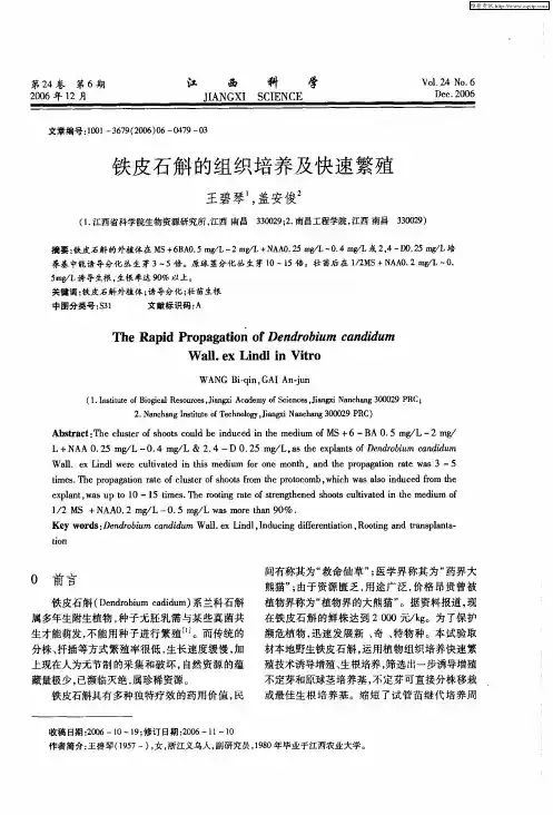 铁皮石斛的组织培养及快速繁殖
