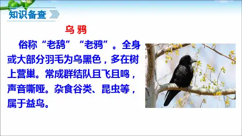人教版一年级语文上册13乌鸦喝水