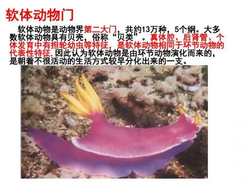 高中生物竞赛之动物学——软体动物门教案.