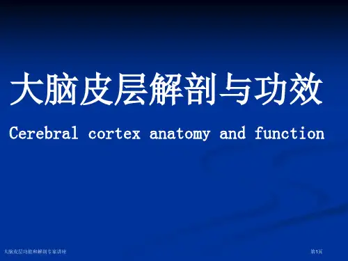 大脑皮层功能和解剖专家讲座