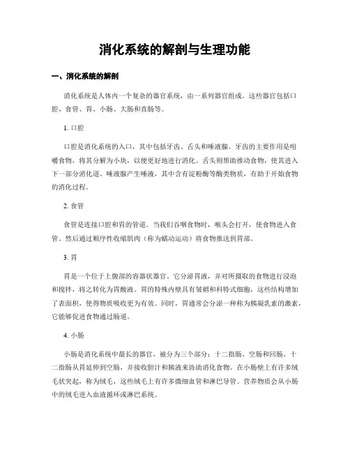 消化系统的解剖与生理功能