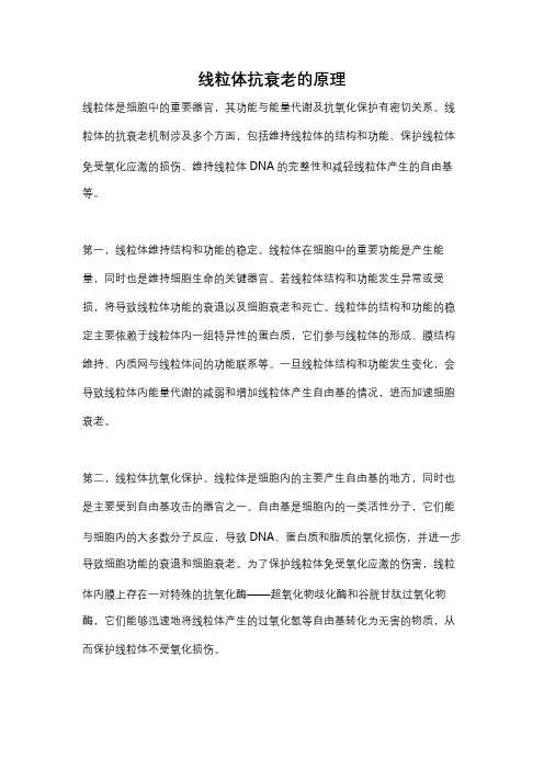 线粒体抗衰老的原理