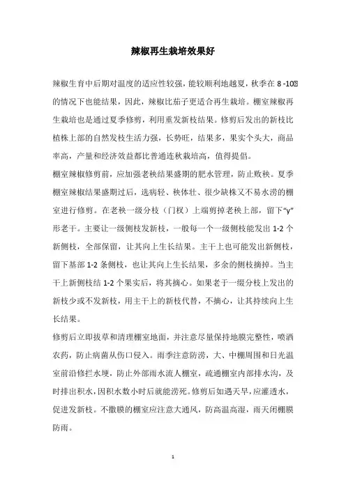 辣椒再生栽培效果好