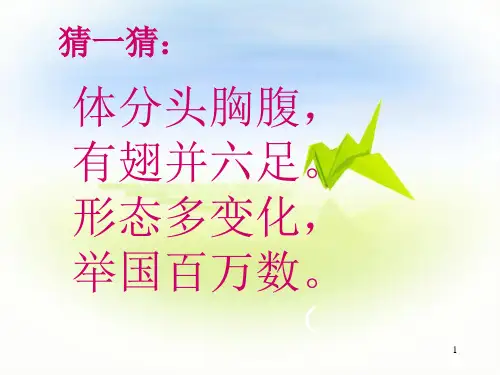 昆虫小学科学.PPT