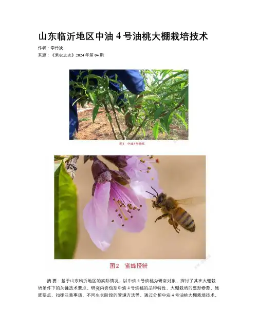 山东临沂地区中油4号油桃大棚栽培技术