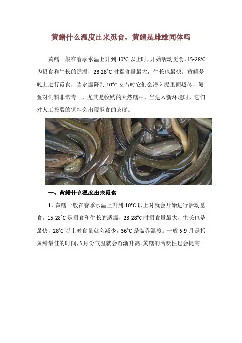 黄鳝什么温度出来觅食,黄鳝是雌雄同体吗