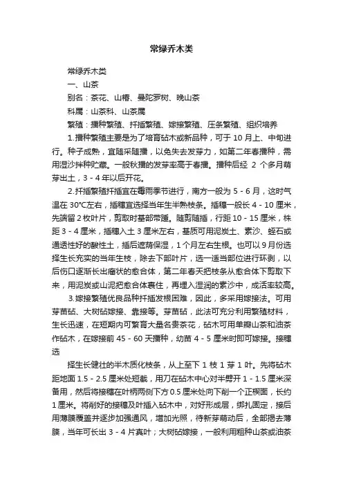 常绿乔木类