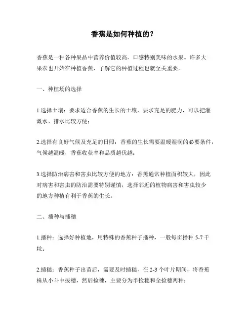 香蕉是如何种植的？