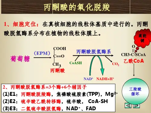 丙酮酸的氧化脱羧