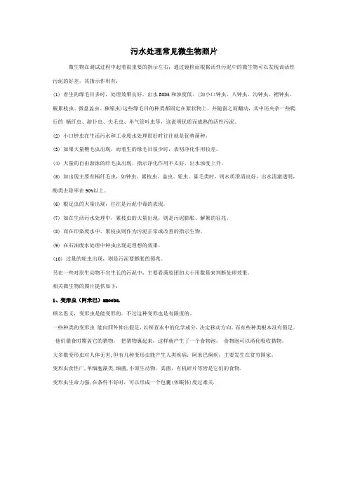 污水处理常见微生物照