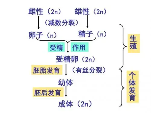 【高中生物】遗传的物质基础ppt1