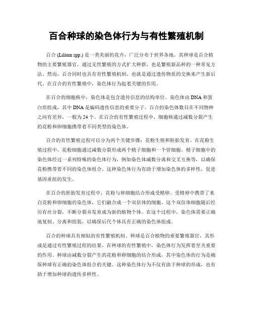 百合种球的染色体行为与有性繁殖机制