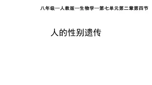 第四节人的性别遗传  课件人教版生物八年级下册