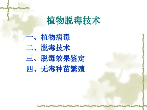 植物脱毒