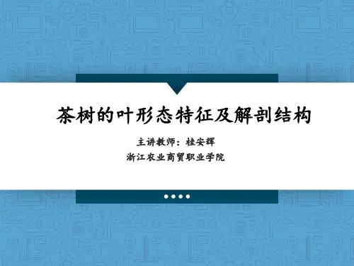 茶树的叶形态特征及解剖结构答辩