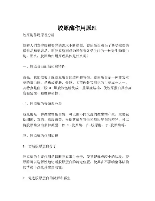 胶原酶作用原理