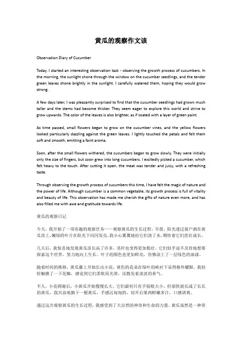 黄瓜的观察作文该