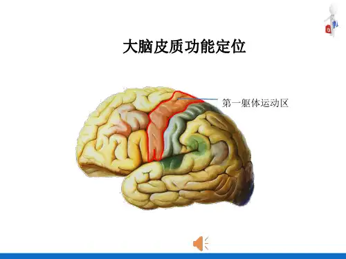 神经系统—中枢神经系统(人体解剖生理学)