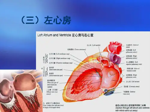 心脏三维解剖分析(左心)
