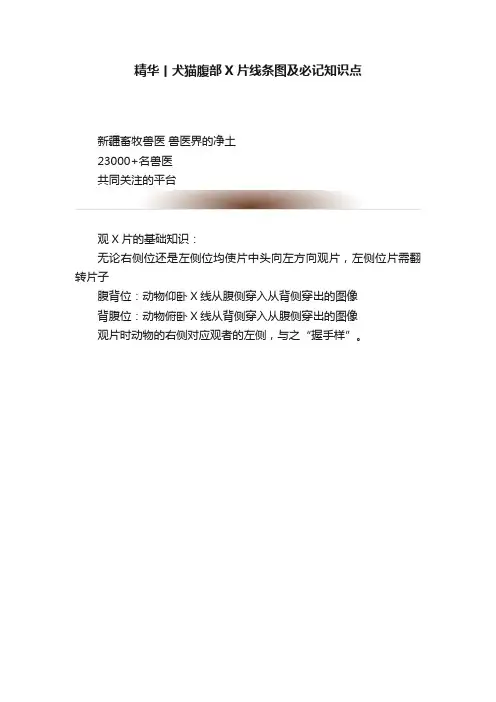 精华丨犬猫腹部X片线条图及必记知识点