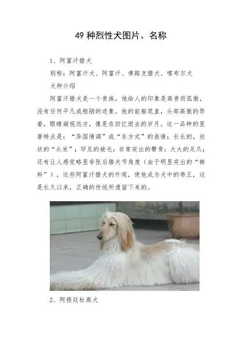 49种烈性犬图片名称