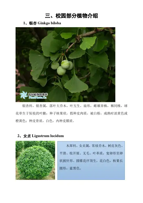 小学常见植物(图、说明)