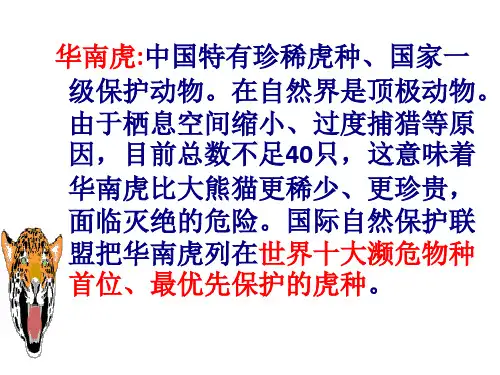 华南虎ppt