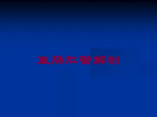 直肠肛管解剖培训课件