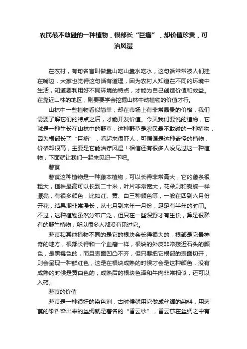 农民最不敢碰的一种植物，根部长“巨瘤”，却价值珍贵，可治风湿