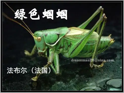 绿色蝈蝈》PPT课件