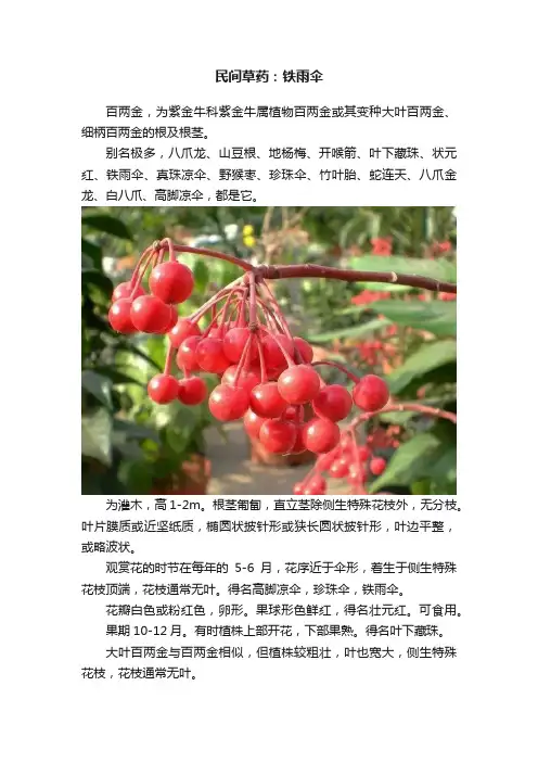 民间草药：铁雨伞