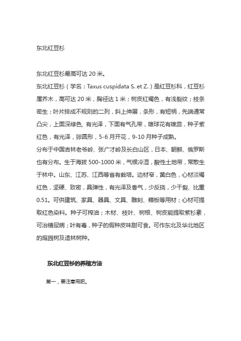 东北红豆杉
