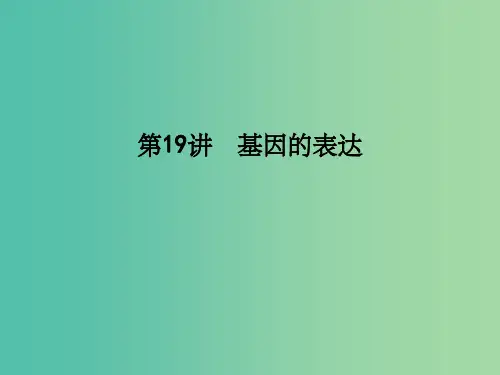 高考生物一轮复习 第六单元 遗传的分子基础 第19讲 基因的表达课件