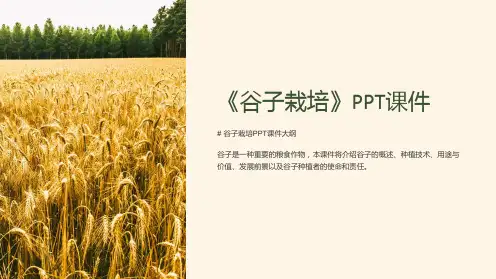 《谷子栽培》课件