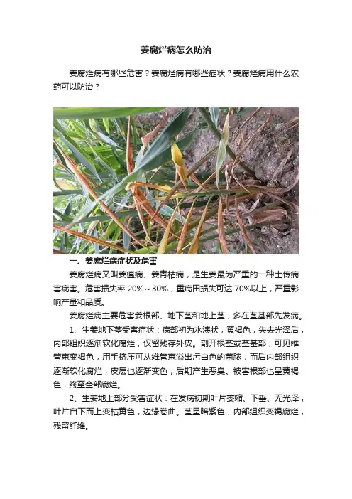 姜腐烂病怎么防治