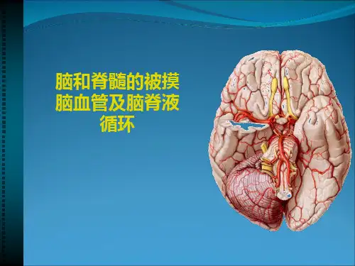 系统解剖学之脑和脊髓的被摸脑血管及脑脊液循环教学课件