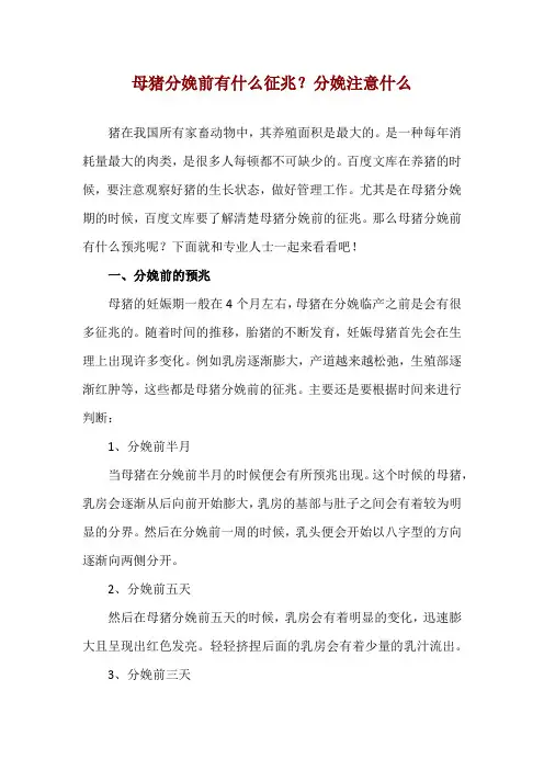 母猪分娩前有什么征兆？分娩注意什么