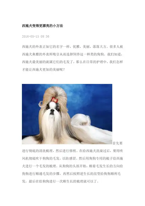 西施犬变得更漂亮的小方法