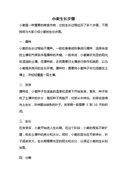 小麦生长步骤