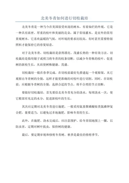 北美冬青如何进行切枝栽培