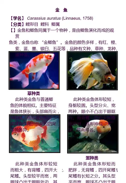 水族箱-观赏鱼类-简介ppt课件