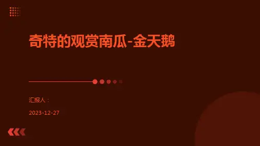 奇特的观赏南瓜-金天鹅